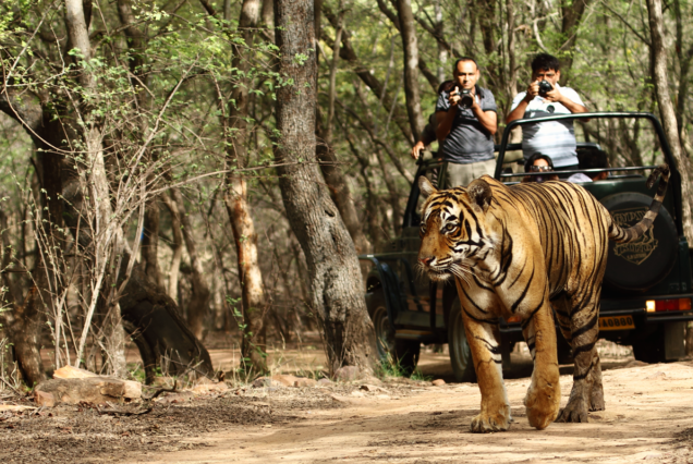 Wildlife Adventure Awaits: Ranthambore Tour Packages for Nature Lovers in India