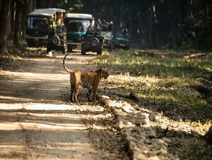 Jim Corbett National Park - A Travel guide to The Home of Bengal Tigers