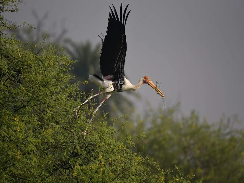 Bharatpur Tour Package From Delhi