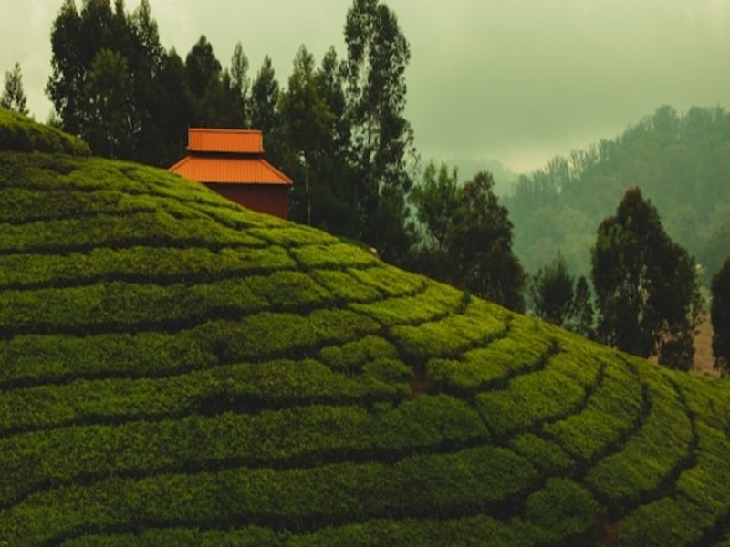Mysore Ooty tour package