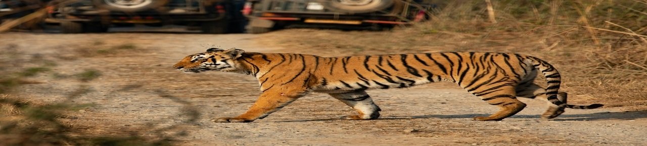 Jim Corbett Tour Package From Delhi