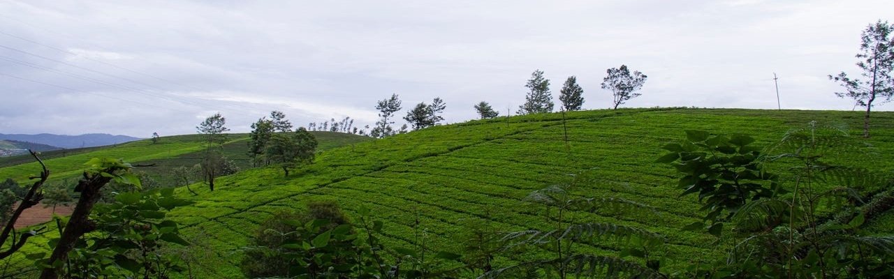 Ooty tour package from Mumbai