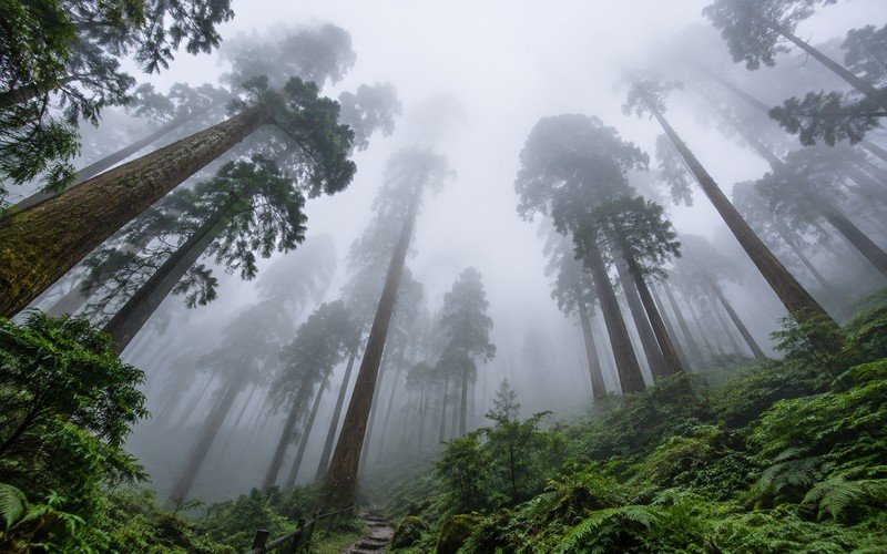 Honeymoon in Darjeeling